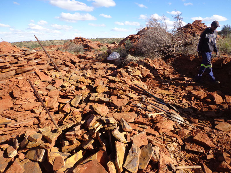 Tiger shop eye mining